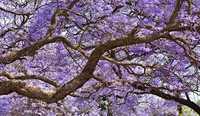 Jacarandá, Jacaranda