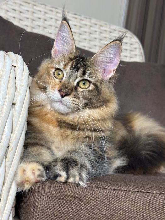 Charlotte-kotka Maine Coon