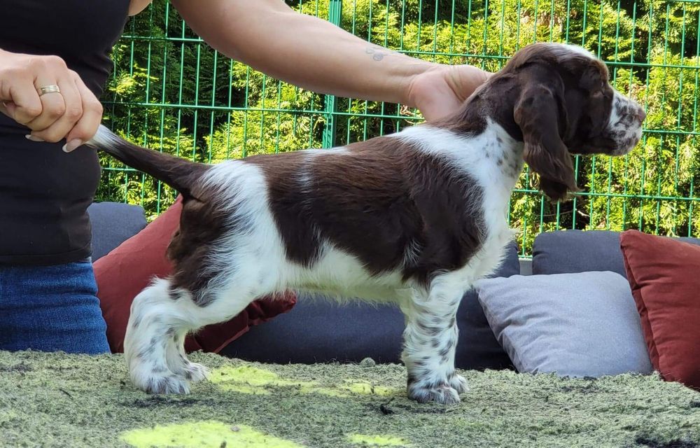 Springer spaniel angielski - suczka po championach - ZKwP