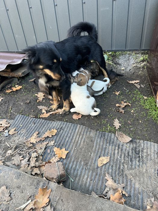 Отдам щенков бесплатно