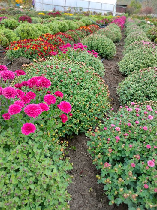 Хризантема мультифлора