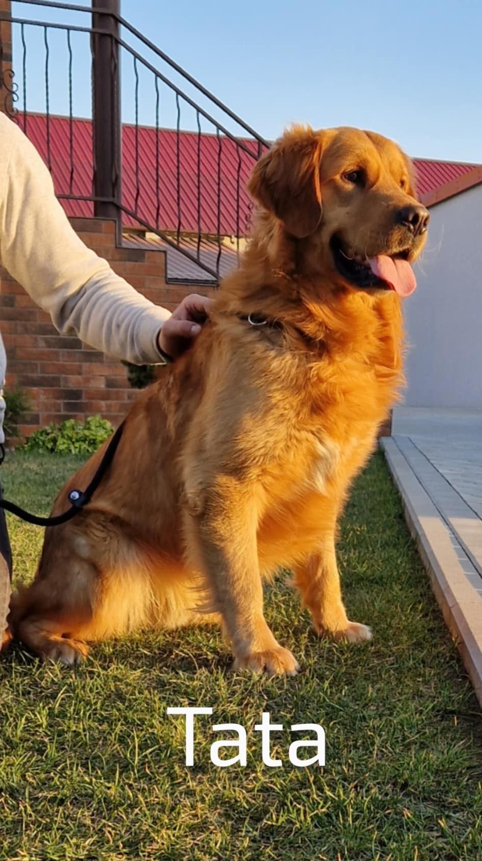 Golden retriever szczenię złote do odbioru