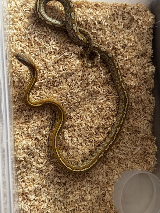 Wąż zbożowy Caramel Tessera