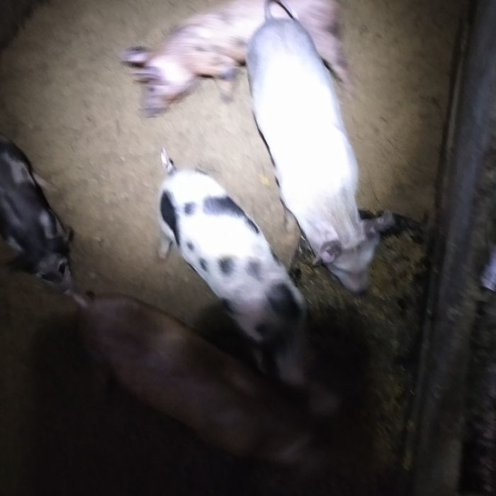 Поросята домашні