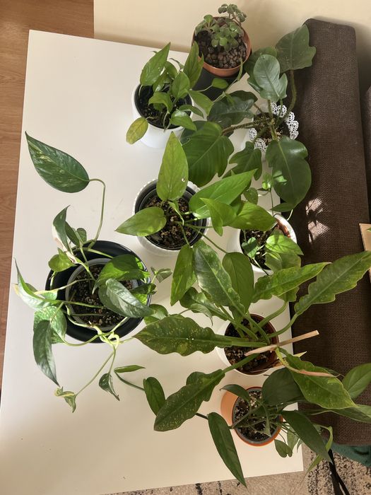 Około 40 roslin filodendron epipremnum sanseviera