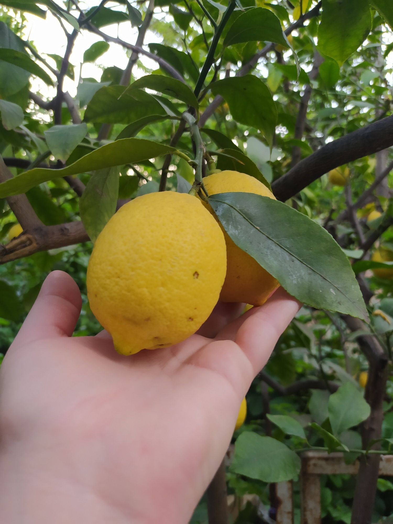 Дерево лимона с плодами