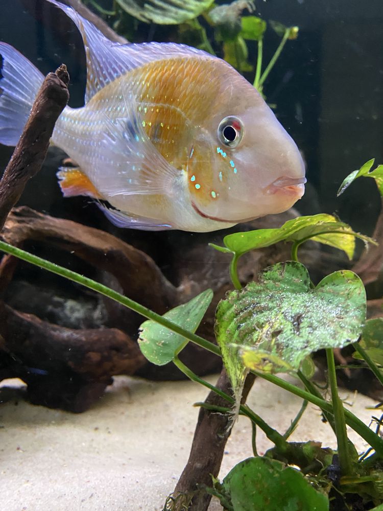 Acarichthys heckelii ( ziemiojad) 5 szt