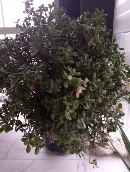 Продаю "грошове дерево" товстянка яйцеподібна