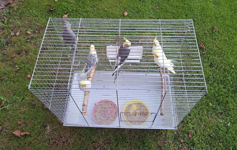 Klatka na papugi nimfy faliste klatka dla papug