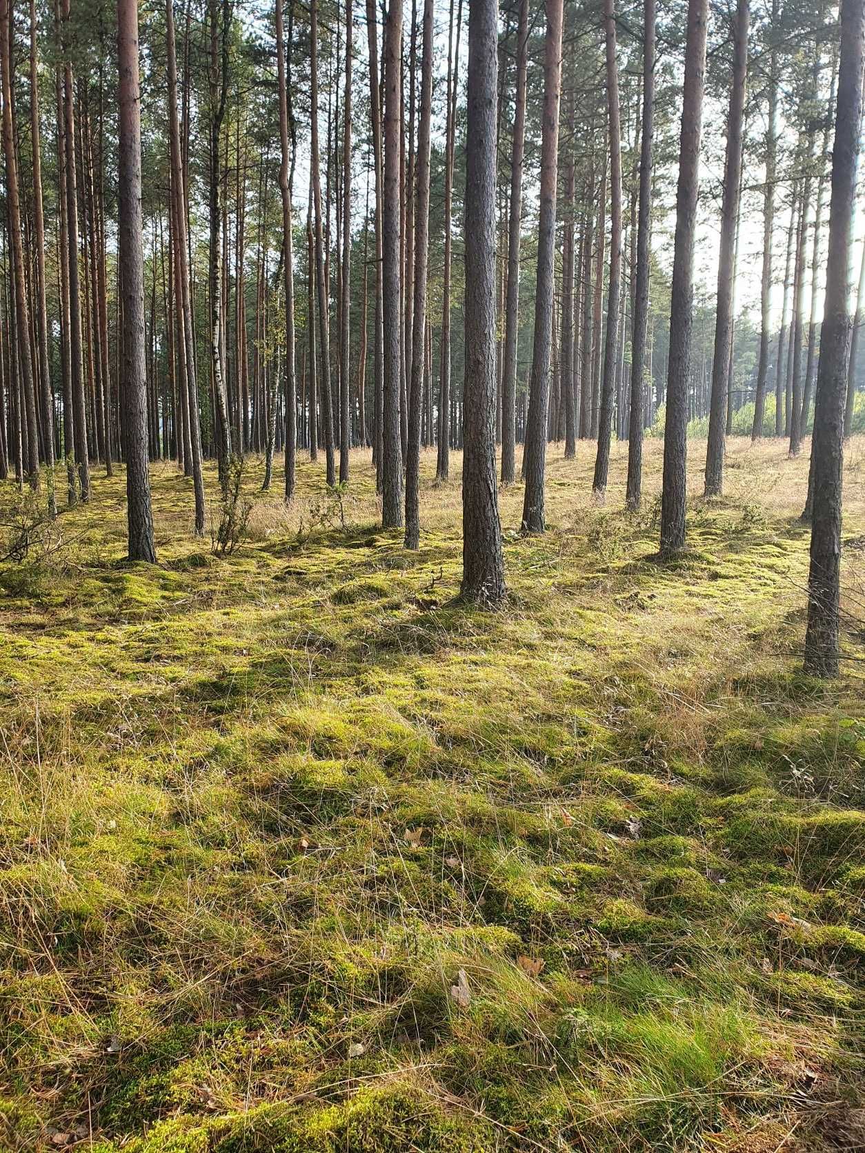 Całoroczny Dom Bliźniak MILOCHÓWKA - Kaszuby, Bory Tucholskie