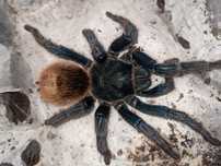 Chromatopelma cyaneopubescens dorosła samica