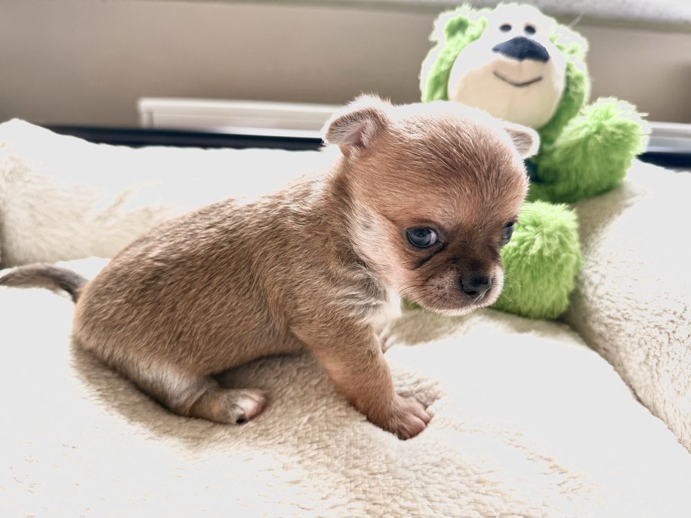 Sunia krótkowłosa chihuahua FCI