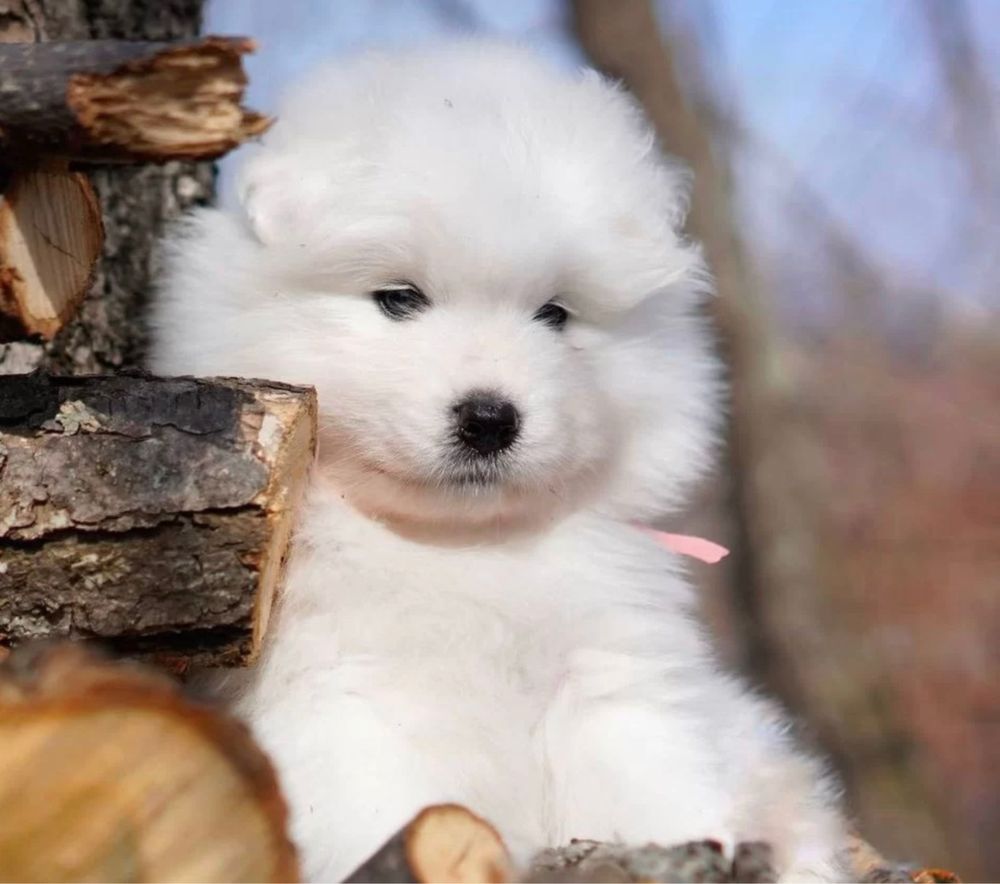 Samoyed już do odbioru