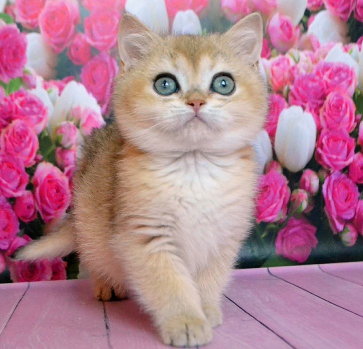 Золота шиншила дівчинка