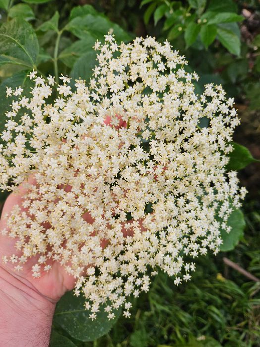 Kwiaty czarnego bzu - Świeże prosto z plantacji Sezon 2026