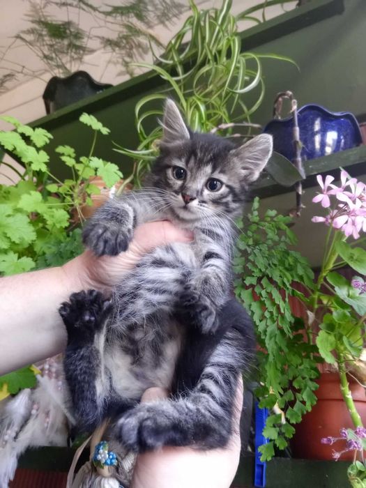 Тигровые котята, 2 мес.