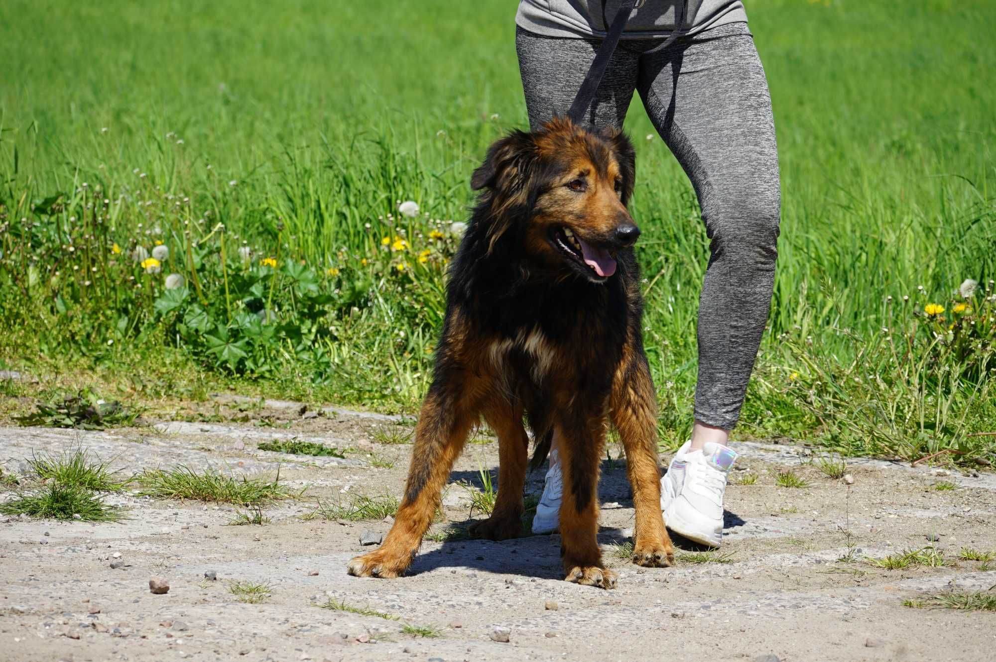 Saba - duża suczka szuka domu