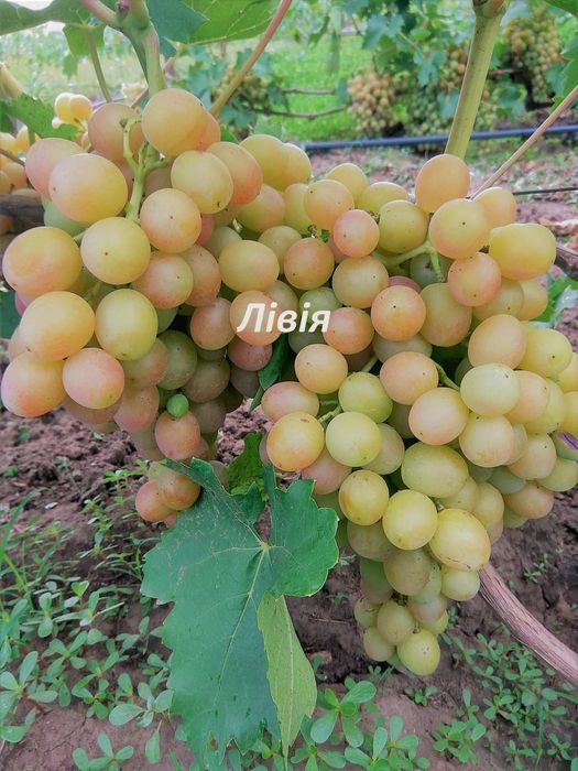 Саджанці винограду