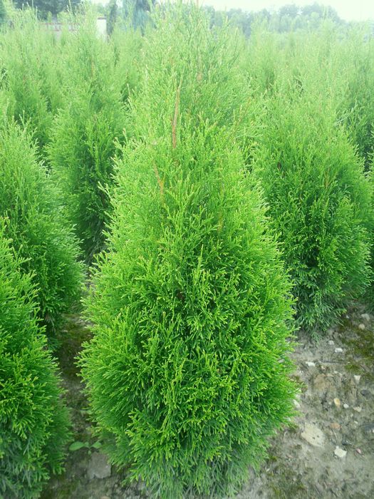 Tuja szmaragd wysokość 100 120 cm