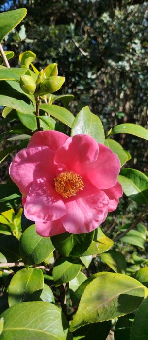 Vende-se plantas aromáticas, flores, árvores de fruto e ornamentais