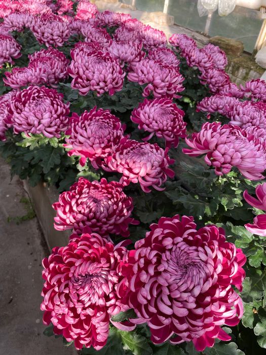 Chryzantemy hurt-detal