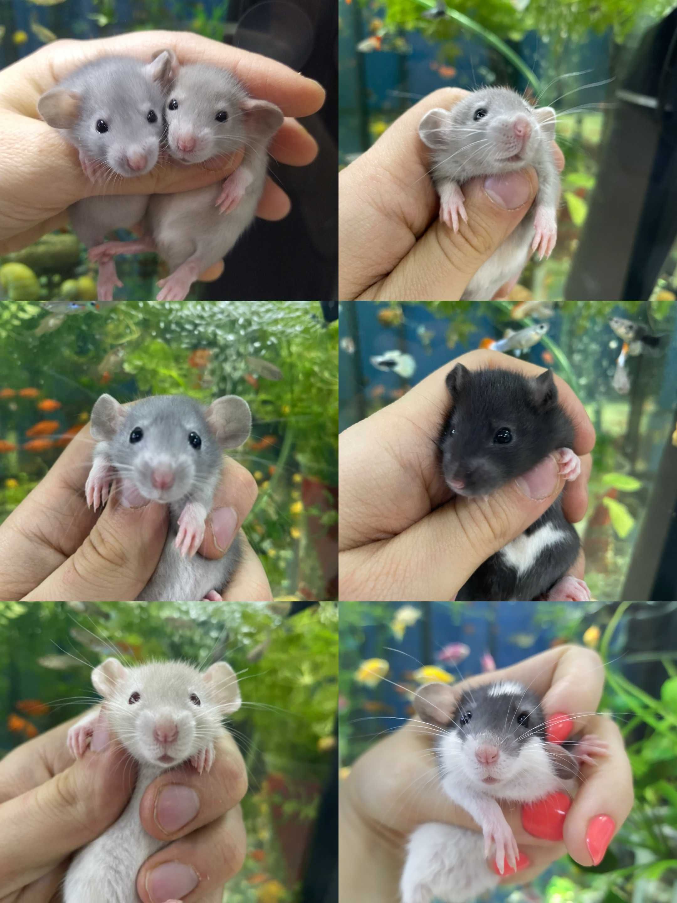 Крыски, пацючки , крысы, крыса, крисята декоративні ручні дамбо