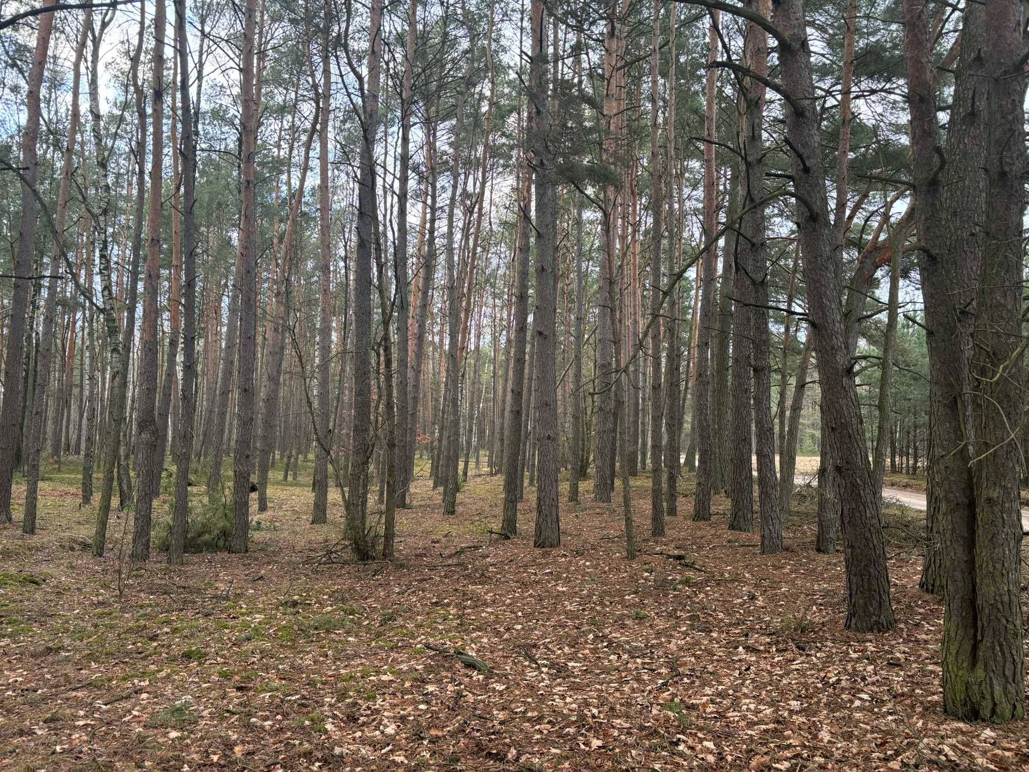 Działka leśna. Las sosnowy 80 letni, 7,5 ha, blisko 4  jeziora