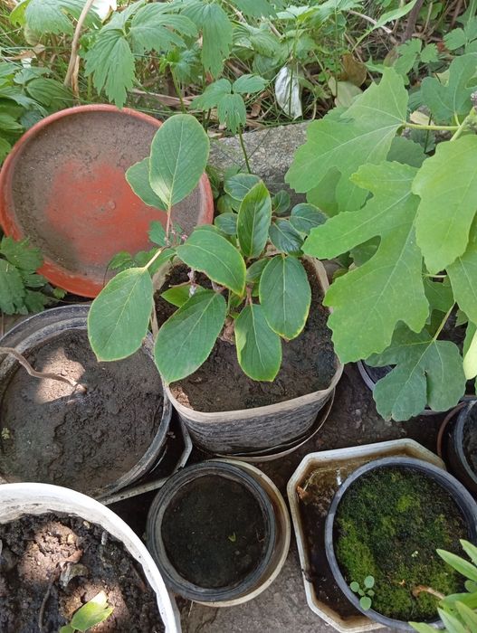 Актінідія  кущ .