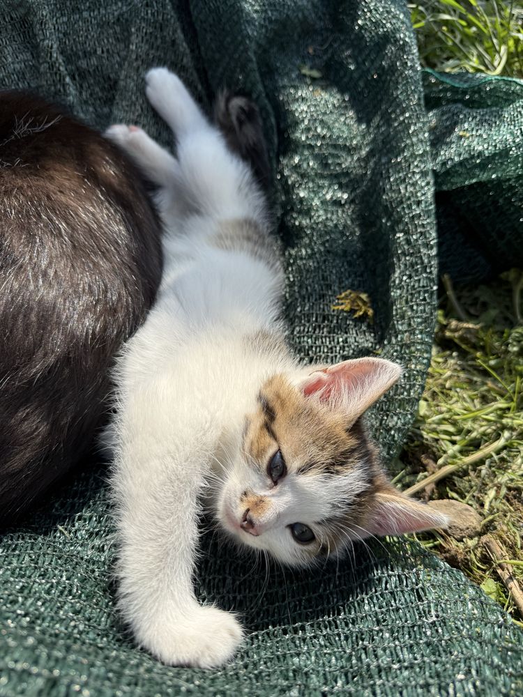 Котик шукає дім