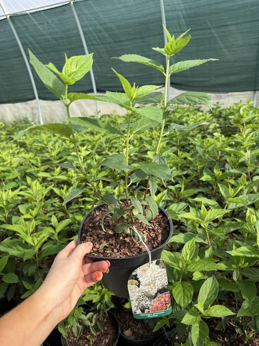 Hortensja bukietowa vanille fraise, polar bear, limelight, fraise melb