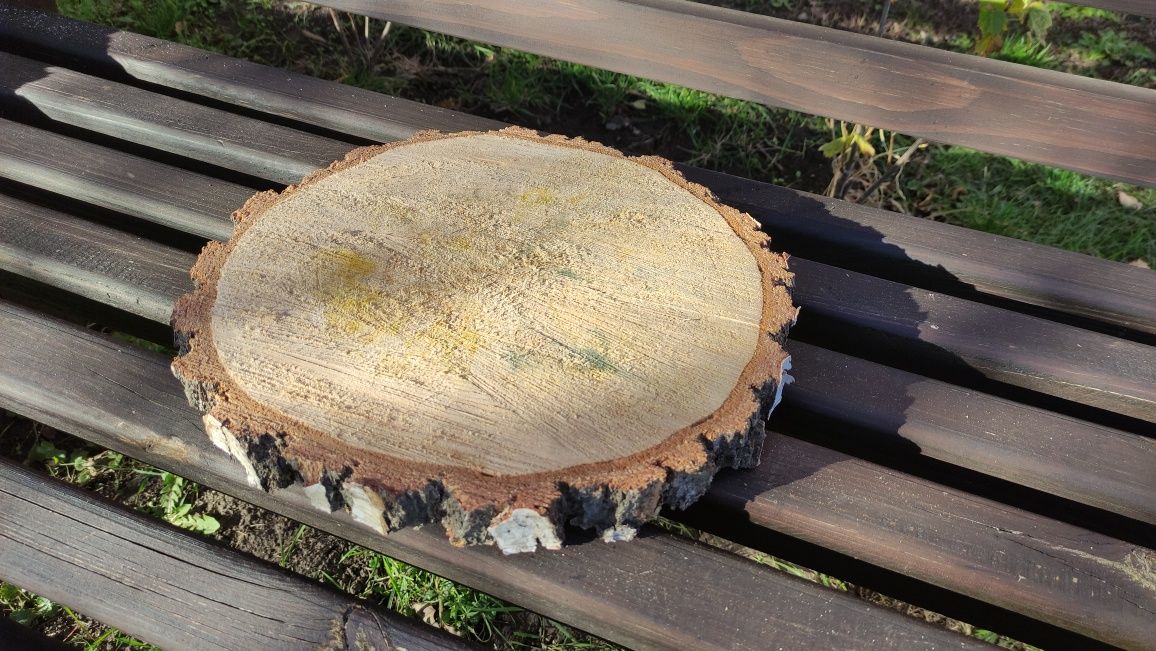 Деревянные спилы, Береза, светлые сухие, 5-55 см