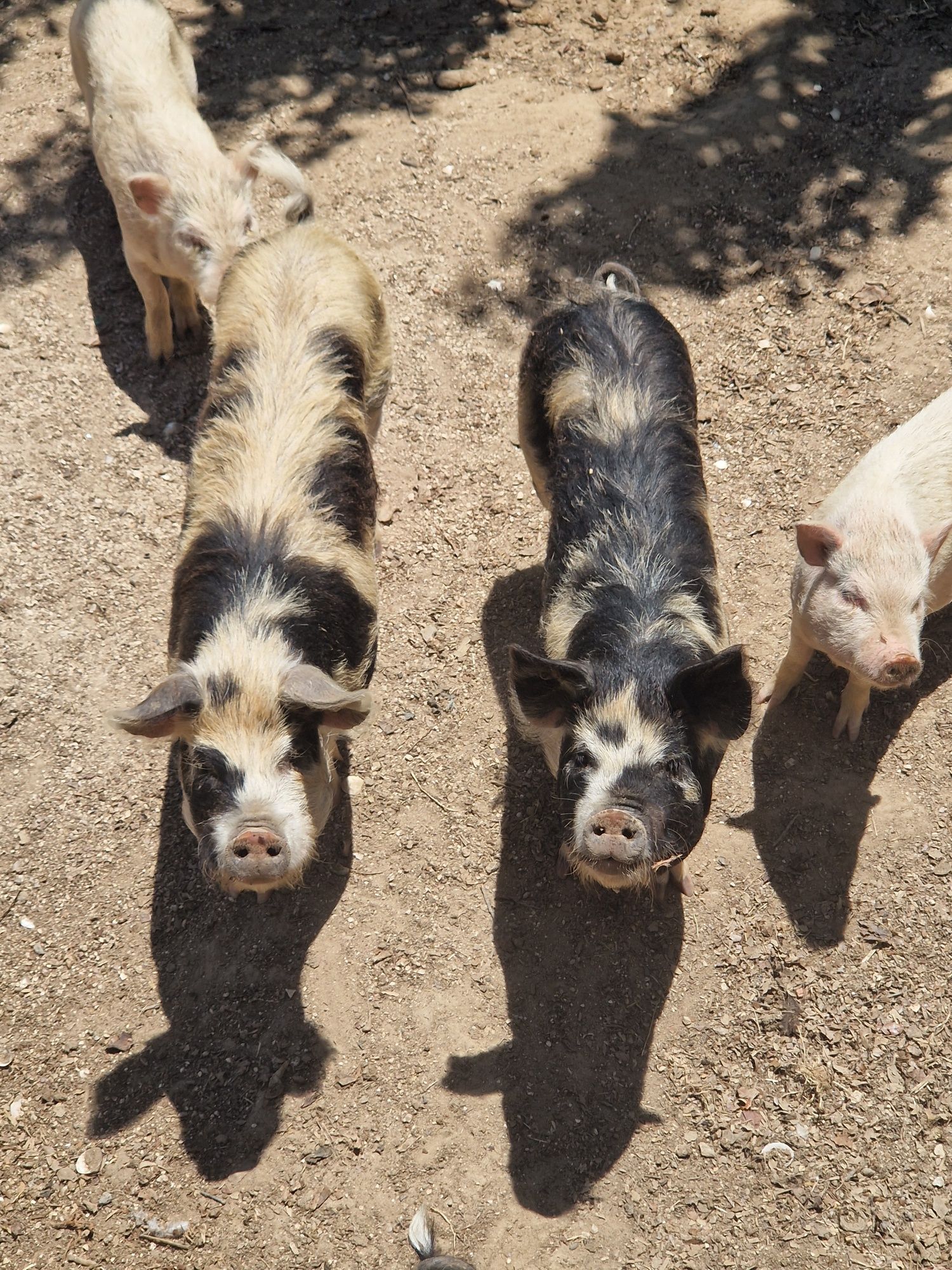 Porcos Kunekune, e mini pigs