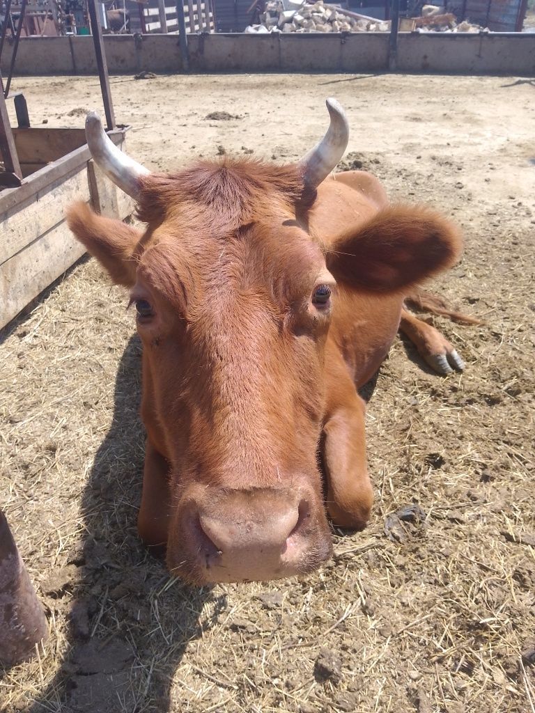 Продам корів добрі и молоді