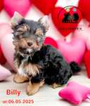 Yorkshire terrier chłopczyk Billy
