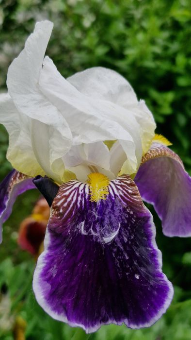 Іриси, півники, квіти садові багаторічні