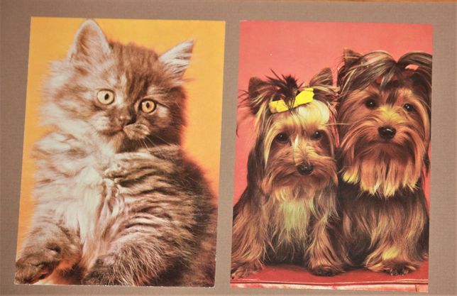 Pieski, kotki - 3 pocztówki