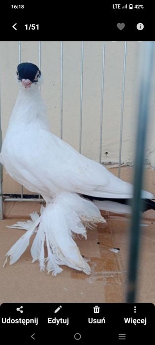 Gołębie ozdobne krymka białostocka czarny samiec 25