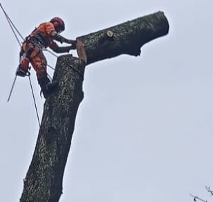 Wycinka drzew trudnych metodą alpinistyczną, czyszczenie działek