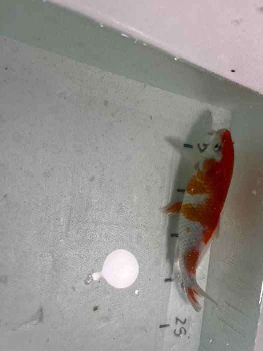 Короп кої в акваріум