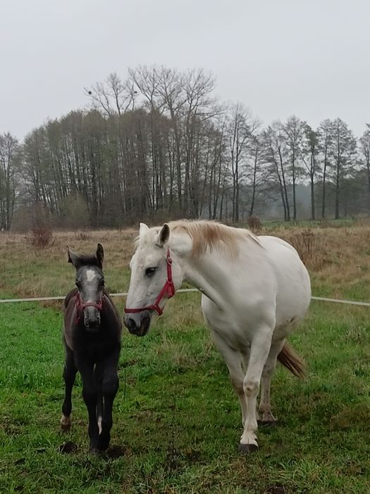 Sprzedam klacz Śląska ze źrebakiem