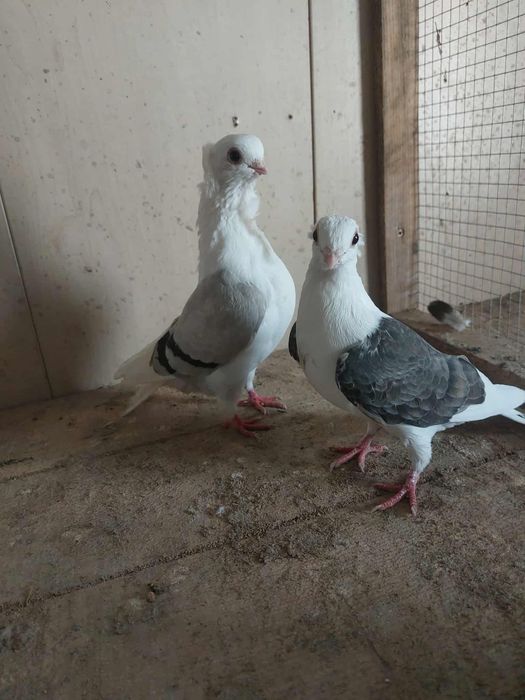 Golebie ozdobne mewki bo