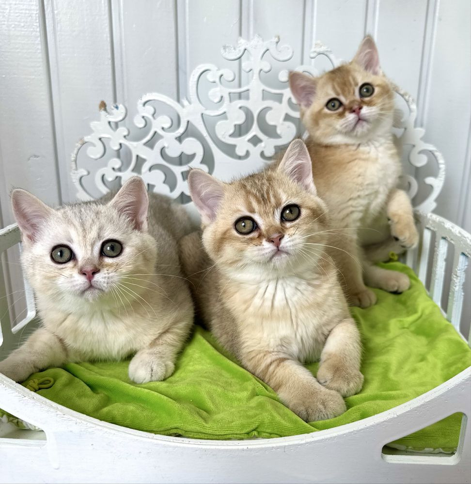 Шотландські кошенята