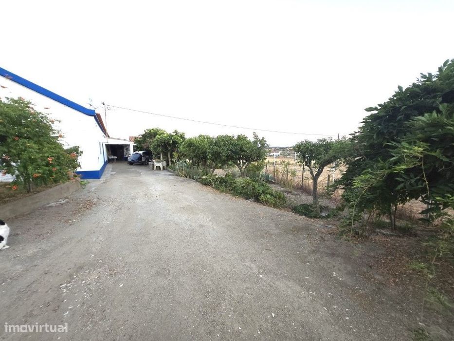 Quintinha de 12.315 m² com Monte T3, Olival, Horta e Árvores de Fruto