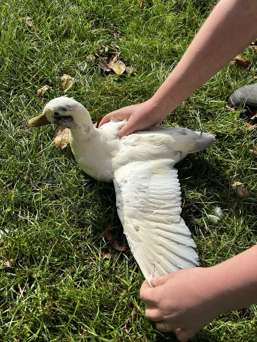Call Duck kaczor kaczka