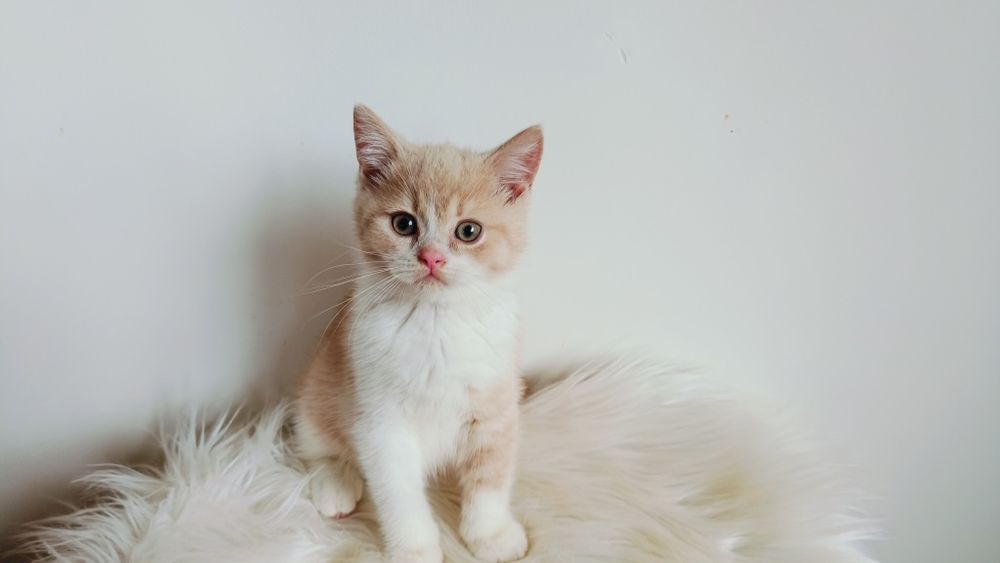 Kocięta Szkockie. Kocurek Biało rudy. Rodowód