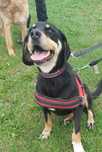 Yoga sunia do adopcji