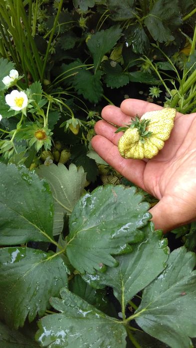 Mudas de Morangueiro Portola