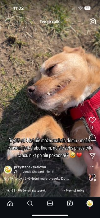 Gryfik - już ponad 4 lata zmarnował w schronisku