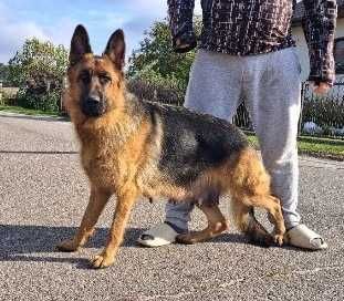 Owczarek niemiecki długowłosy suczka