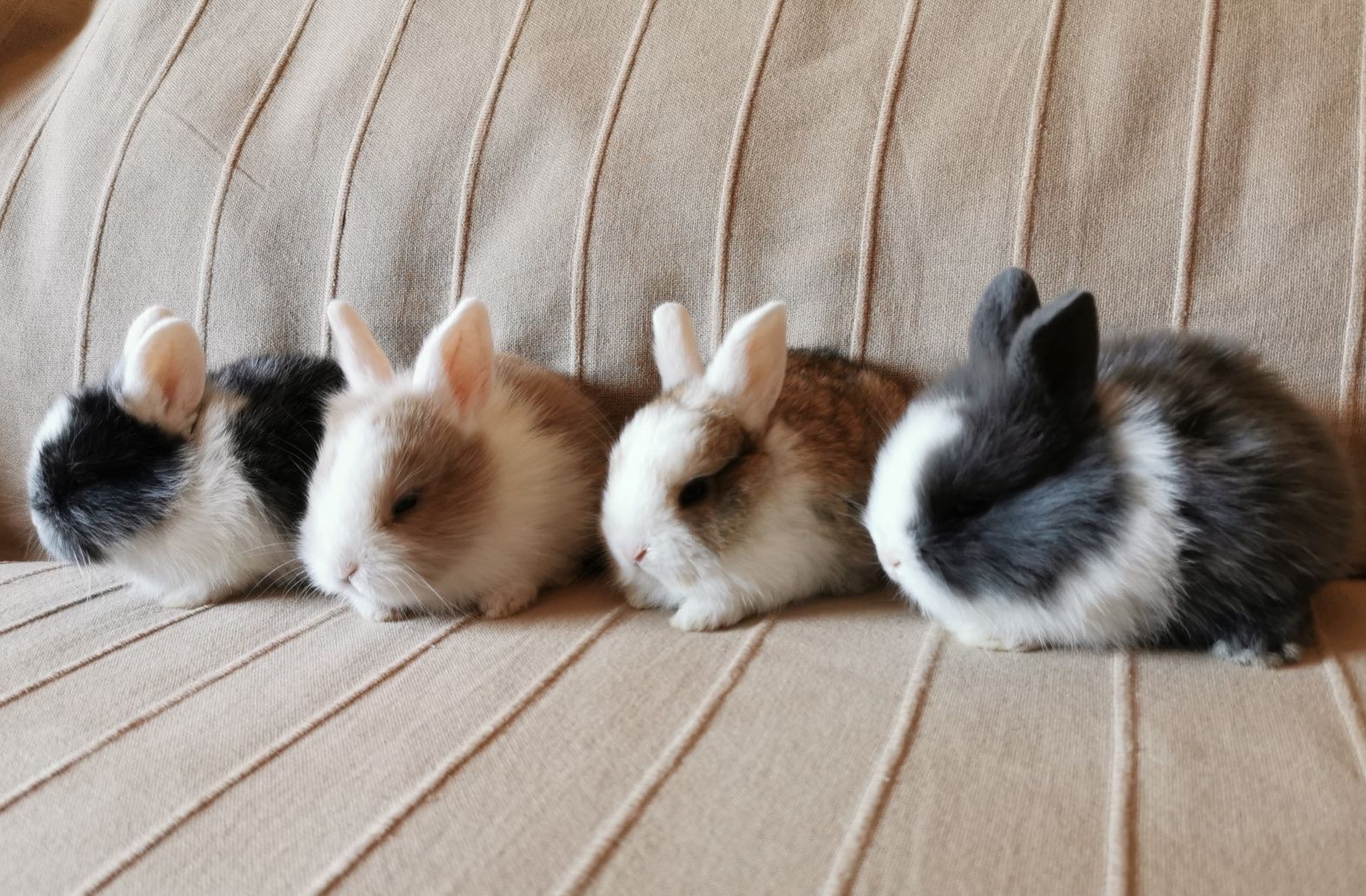 Coelhos anões mini + gaiola nova + alimentação adequada